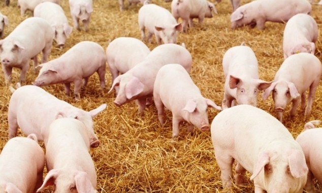 how-to-start-a-lucrative-pig-farming-business-in-ghana